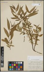 Foto von Salix alba L. x Salix pentandra L.